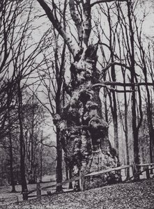 La vecchia quercia, Knole Park (foto b/n) da Charles Essenhigh Corke