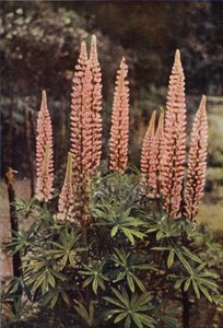 Il lupino color rosa da Charles Essenhigh Corke