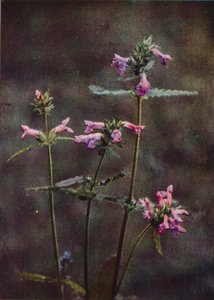 Fiori selvatici: Betonica