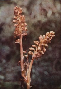 Fiori selvatici: Orchidea nido d