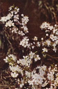 Fiori selvatici: Prugnolo