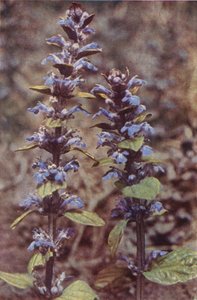 Fiori selvatici: Bugola