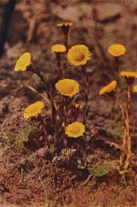 Fiori selvatici: Farfara da Charles Essenhigh Corke