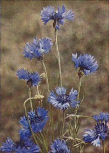 Fiori selvatici: Fiordaliso da Charles Essenhigh Corke