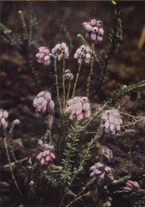 Fiori selvatici: Erica a foglie incrociate