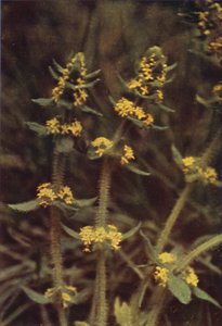 Fiori selvatici: Crociata