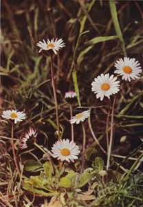 Fiori selvatici: Margherita da Charles Essenhigh Corke