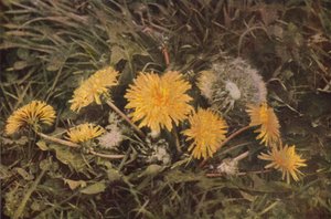 Fiori selvatici: Dente di leone da Charles Essenhigh Corke
