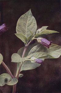 Fiori selvatici: Belladonna da Charles Essenhigh Corke