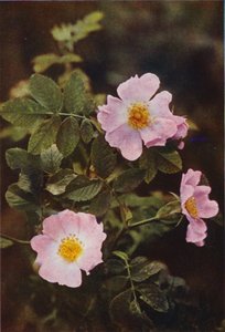 Fiori selvatici: Rosa canina
