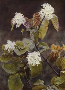 Fiori selvatici: Corniolo da Charles Essenhigh Corke