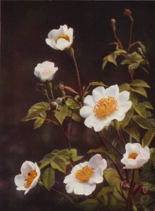Fiori selvatici: Rosa di campo da Charles Essenhigh Corke