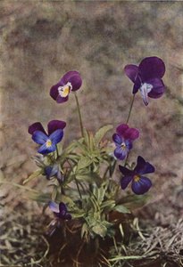 Fiori selvatici: Viola del pensiero da Charles Essenhigh Corke