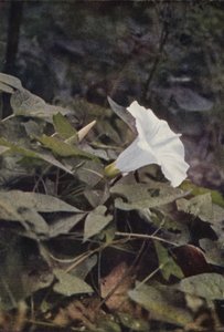 Fiori selvatici: Vilucchio delle siepi da Charles Essenhigh Corke