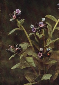 Fiori selvatici: Polmonaria da Charles Essenhigh Corke