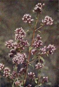 Fiori selvatici: Maggiorana da Charles Essenhigh Corke