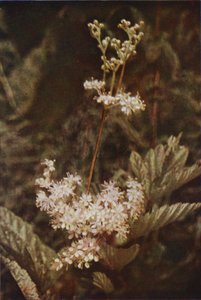 Fiori selvatici: Regina dei prati da Charles Essenhigh Corke