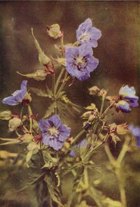 Fiori selvatici: Geranio dei prati