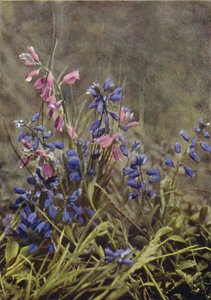 Fiori selvatici: Poligala da Charles Essenhigh Corke