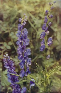 Fiori selvatici: Aconito
