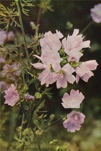 Fiori selvatici: Malva muschiata