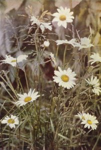 Fiori selvatici: Margherita maggiore da Charles Essenhigh Corke