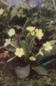 Fiori selvatici: Primula