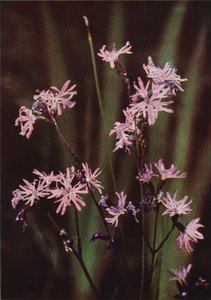 Fiori selvatici: Silene fimbriata