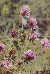 Fiori Selvatici: Trifoglio Rosso