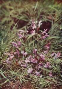 Fiori selvatici: Rattella rossa da Charles Essenhigh Corke