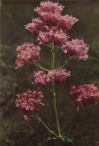 Fiori selvatici: Valeriana rossa