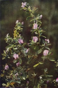 Fiori Selvatici: Ononide Spinosa