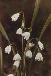 Fiori selvatici: Bucaneve da Charles Essenhigh Corke