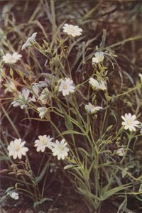 Fiori selvatici: Stellaria da Charles Essenhigh Corke