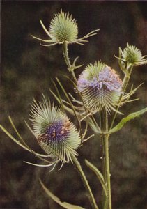 Fiori Selvatici: Cardo dei Lanaioli