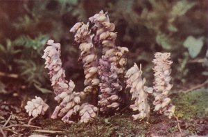 Fiori selvatici: Lathraea da Charles Essenhigh Corke