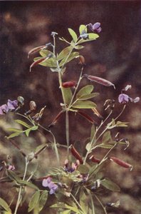 Fiori selvatici: Pisello tuberoso