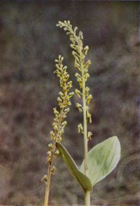 Fiori selvatici: Twayblade