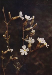 Fiori selvatici: Silene bianca da Charles Essenhigh Corke