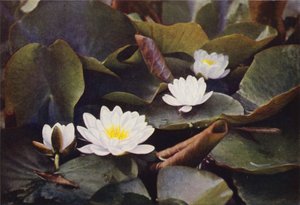 Fiori selvatici: Ninfea bianca da Charles Essenhigh Corke