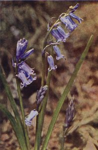 Fiori selvatici: Giacinto selvatico