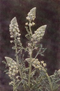 Fiori selvatici: Reseda selvatica