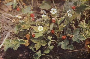 Fiori selvatici: Fragola selvatica