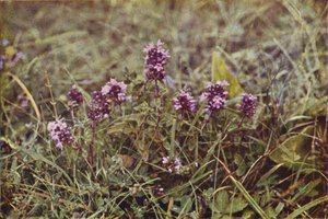 Fiori selvatici: Timo selvatico