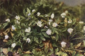 Fiori selvatici: Anemone dei boschi da Charles Essenhigh Corke