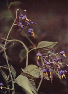 Fiori selvatici: Dulcamara da Charles Essenhigh Corke