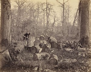 Foresta di Fontainebleau