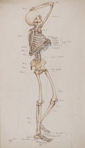 Studio [Scheletro umano (ossa con didascalie)], c.1884 da Charles Gustav Louis Phillips