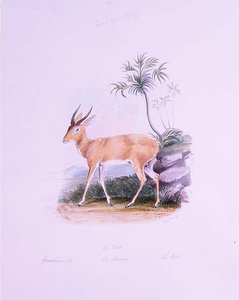 Kob di James Edwin Edward Dawe, da 