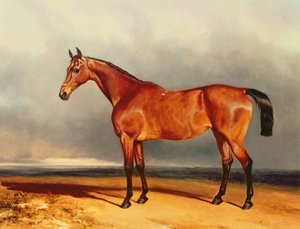 Il cacciatore della baia da Charles Hancock